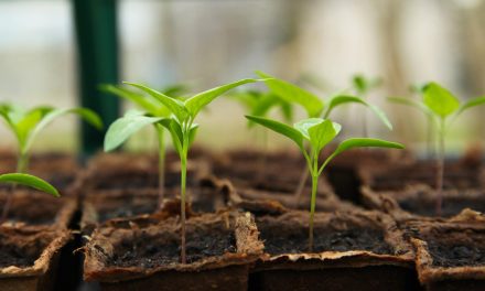 Start Growing Your Own Food