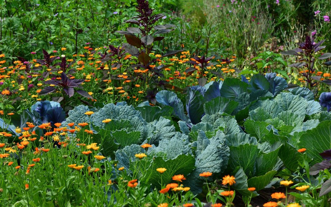 I Am An Absolute Beginner In Gardening – Where Do I Start?