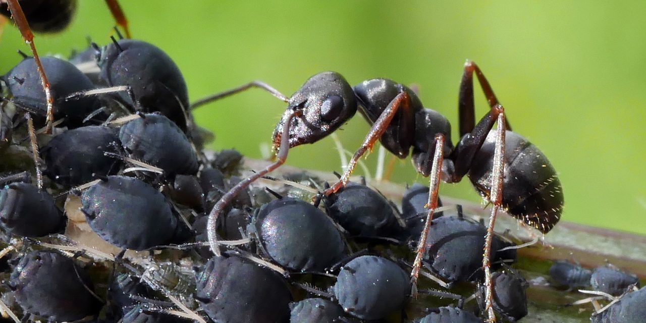What Is The Cheapest Way To Keep Pests Out Of Your Garden?