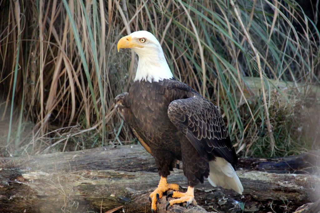 bald-eagle