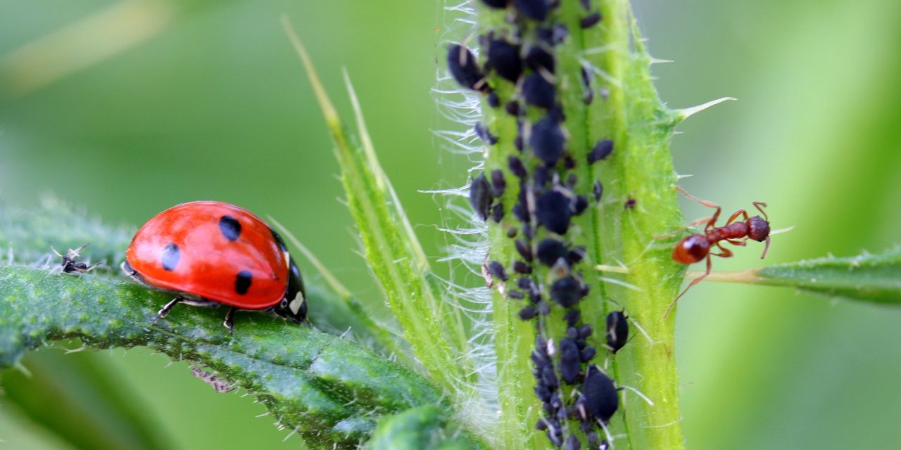 How To Protect Vegetables From Pests Without Adding Any Chemicals ...