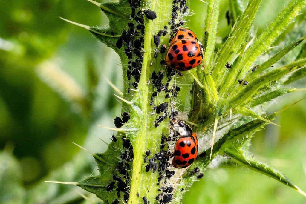 ladybird eating aphids