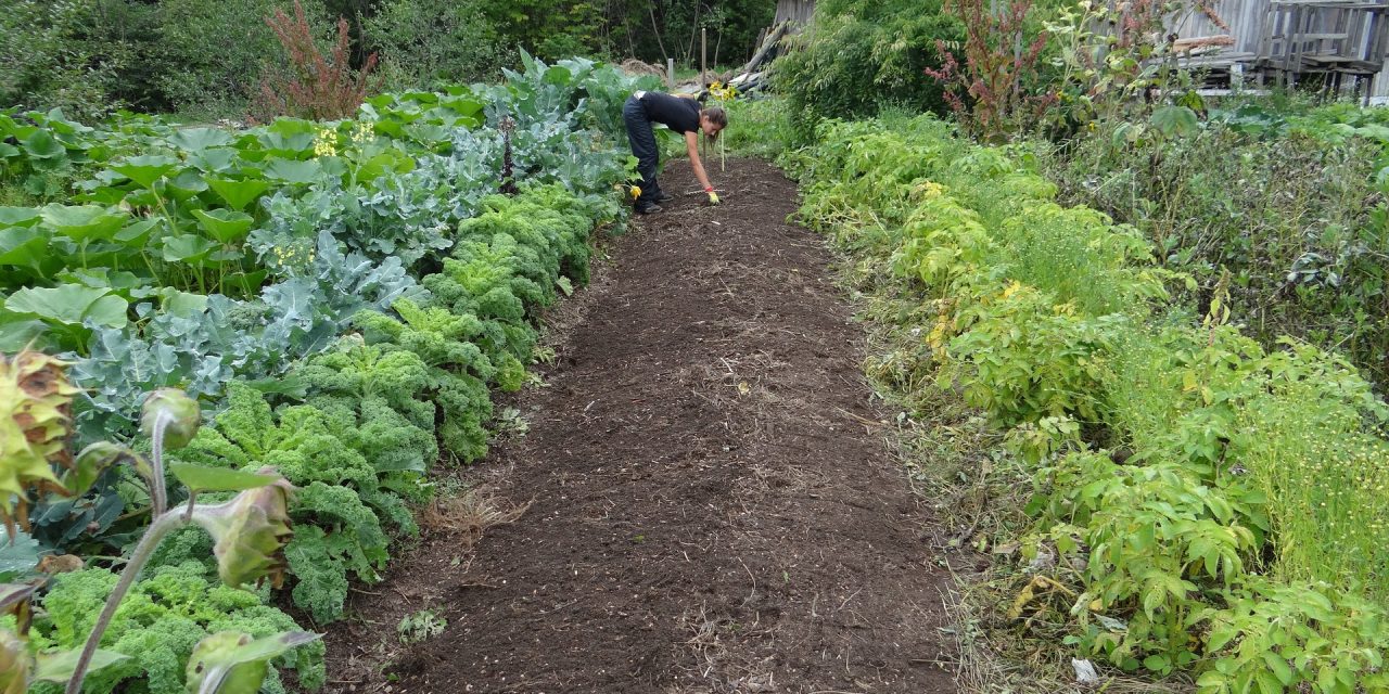 Companion Planting
