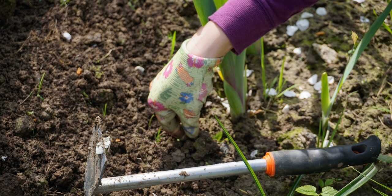 Are Weeds Harmful To Plants?