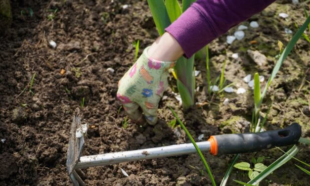 Are Weeds Harmful To Plants?